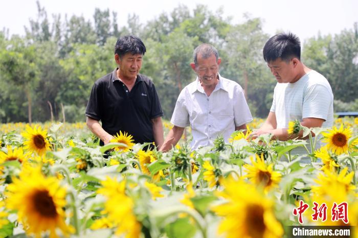 封洪康村党支部书记李建科(右一)在了解油葵种植情况。　姚友谅 摄