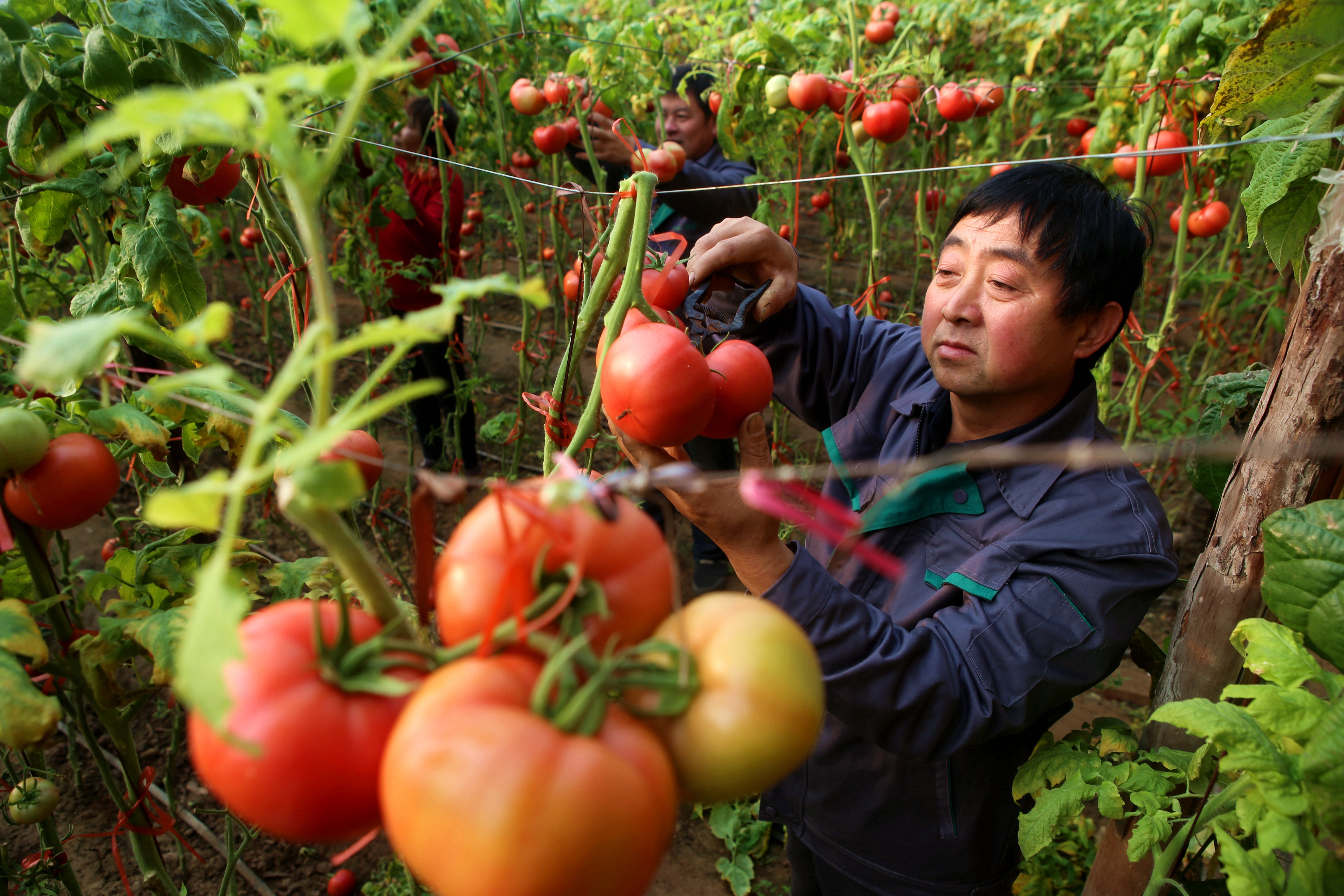 饒陽縣農業農村局大力實施科技興農激活鄉村振興新動能