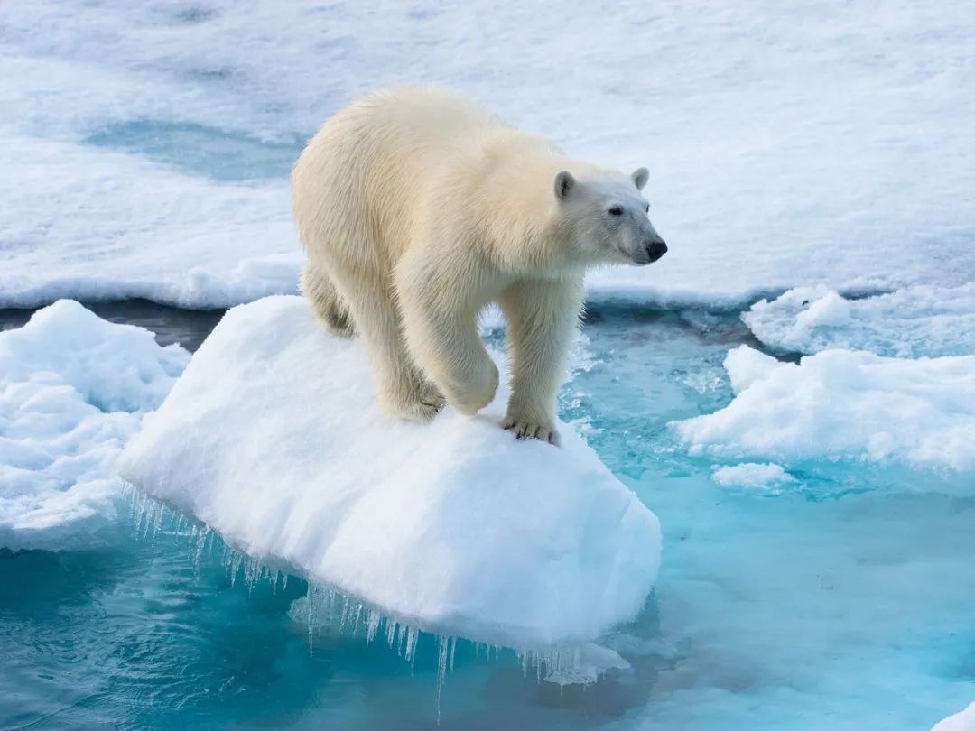 被北极熊追杀到水下23米是什么样的体验？ - 知乎
