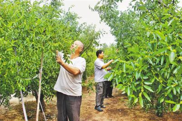 近日，在吕桥镇孙正庄村东南的360亩冬枣园里，种植户正给枣树疏果。河北日报通讯员 董季轩摄