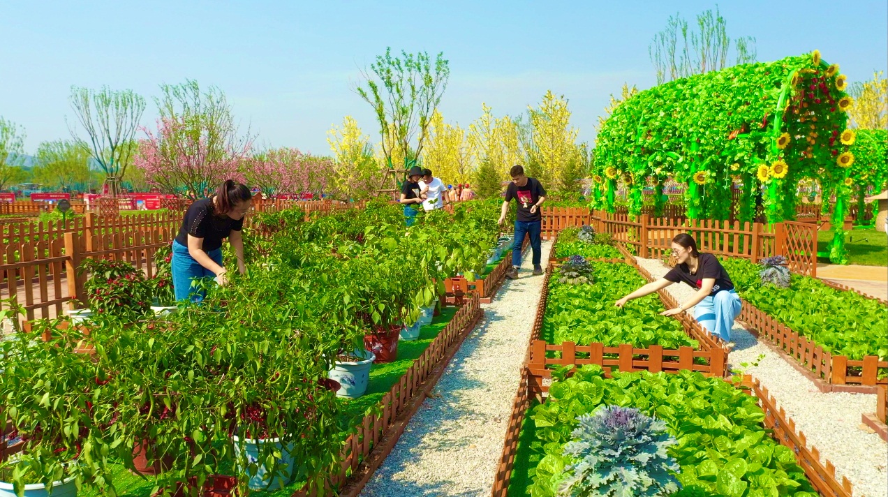 5万方,首期开盘的业主,根据户型大小可获得20-40 m05面积的菜地.