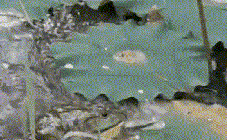 市民抓公园放养牛蛙 笑称： 够美餐一顿了