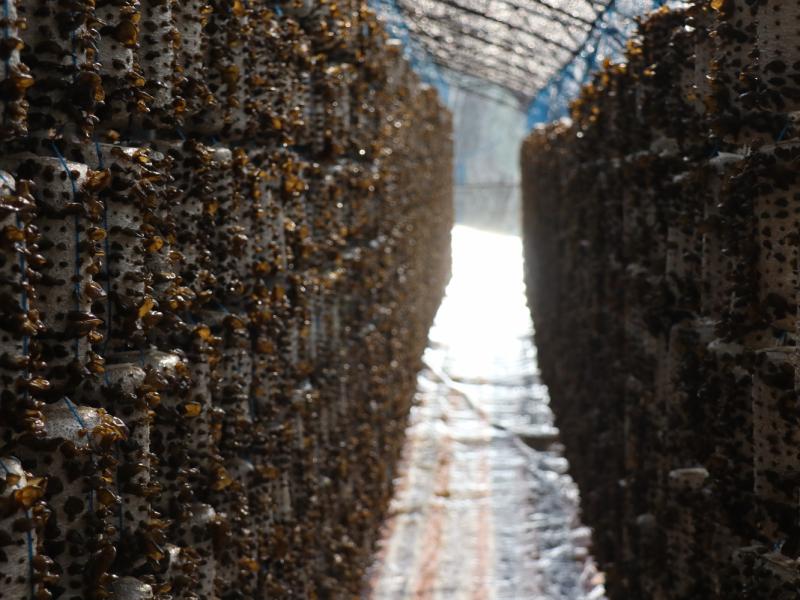 中阳黑木耳开出脱贫致富花