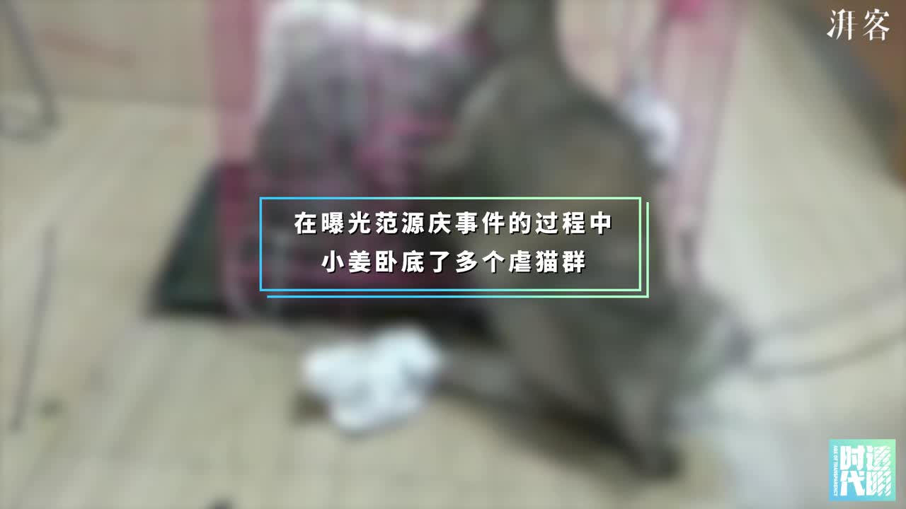 大学生疯狂虐猫80多只，女孩卧底揭秘虐猫黑产