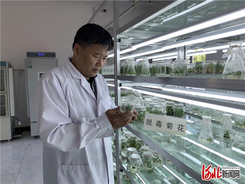 谢晓亮在实验室观察脱毒苗株的进展情况。河北日报记者 白云 摄
