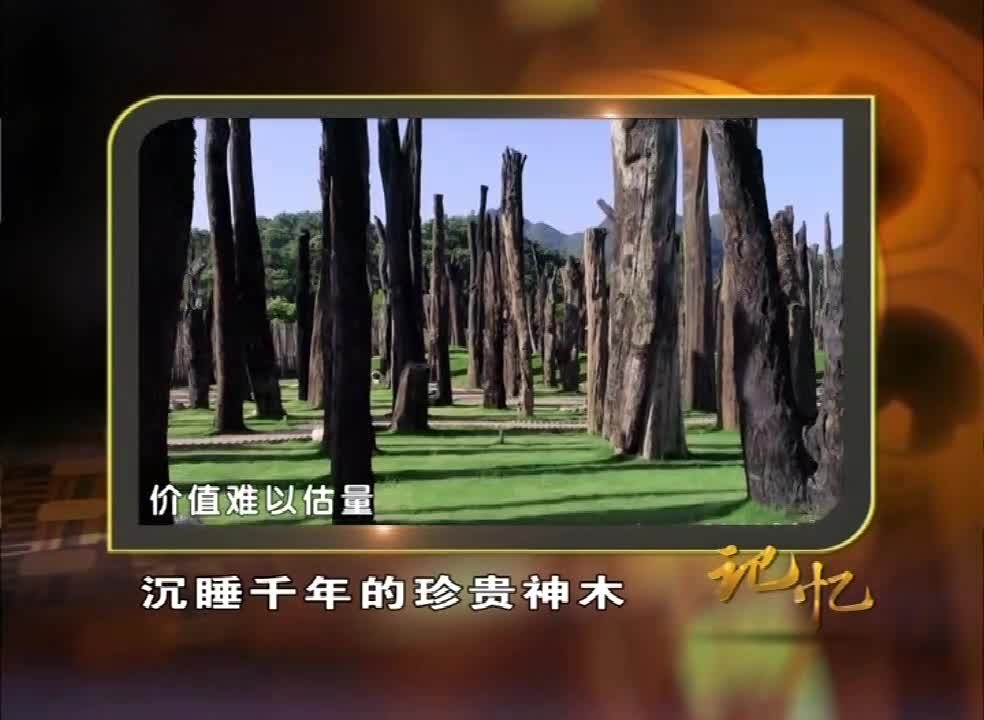 探秘桐柏山东方神木园：让人惊叹的乌木艺术博物馆