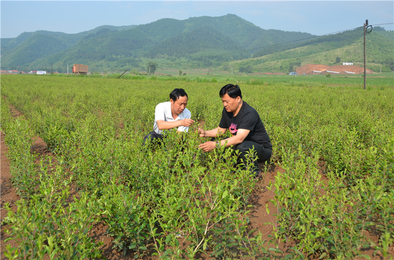 谢晓亮在北仓术种植基地讲解种植要点（右）。谢晓亮供图