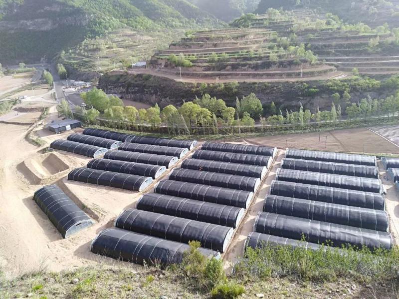 中阳黑木耳开出脱贫致富花