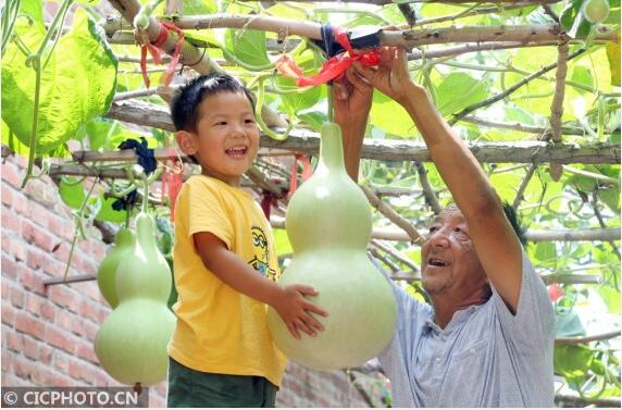 ↑2020年7月5日，村民在河北省邢台市平乡县油召乡马第二疃村一处临街空地的葫芦长廊休闲漫步。CICPHOTO/柴更利 摄