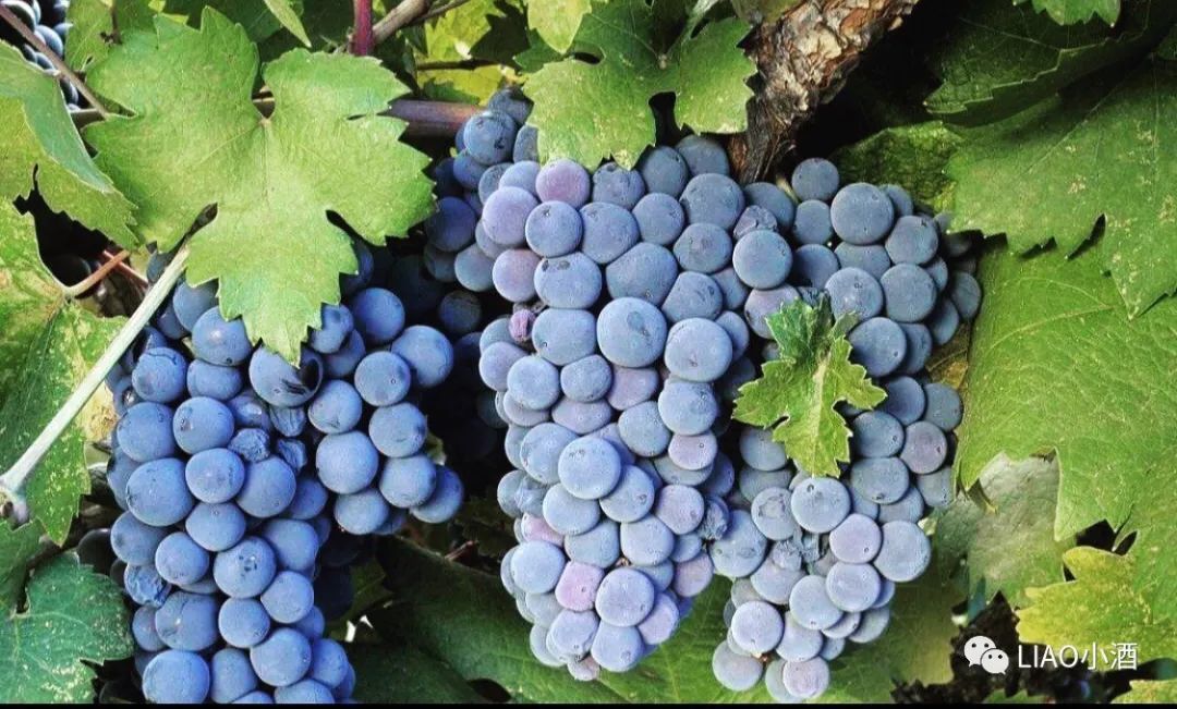 聊酒丨普里米蒂沃仙粉黛傻傻分不清楚