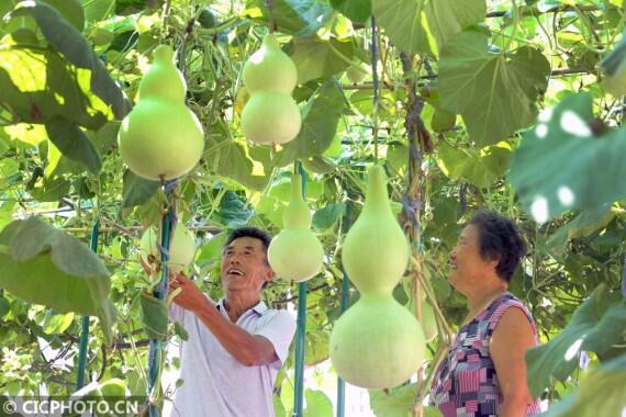 ↑2020年7月5日，河北省邢台市平乡县油召乡马第二疃村村民李俊朝在管理自家庭院葫芦。CICPHOTO/柴更利 摄
