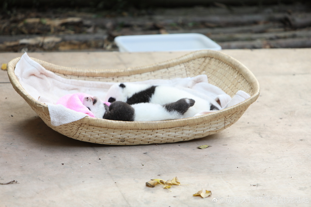 大熊猫双胞胎顺顺溜溜病亡 成都大熊猫基地公布两幼仔死因