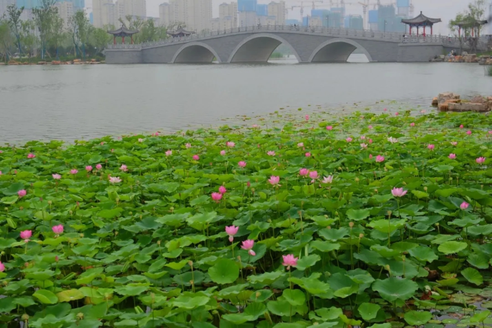 济南有"荷"新鲜事?最全赏荷地汇总,看看有你家附近的吗?