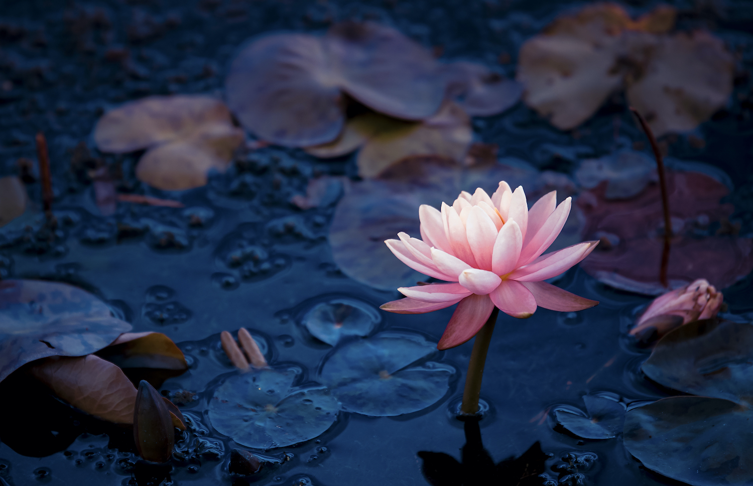 除了荷花,夏天的莲花也是一道亮丽的风景.