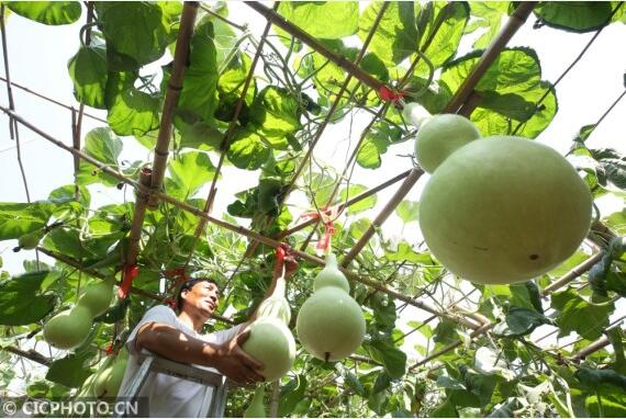 ↑2020年7月5日，河北省邢台市平乡县油召乡马第二疃村村民程建芳、史云花夫妇在管理自家庭院葫芦。CICPHOTO/柴更利 摄