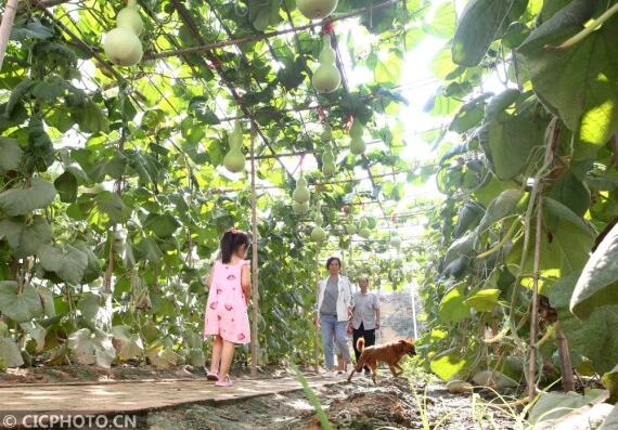 ↑2020年7月5日，河北省邢台市平乡县油召乡马第二疃村村民马金生在管理自家庭院葫芦。CICPHOTO/柴更利 摄