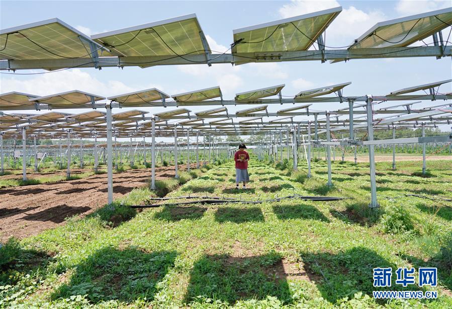 徐亚茹在德胜村“农光互补”项目区光伏发电板下查看种植的药材长势（6月23日摄）。
