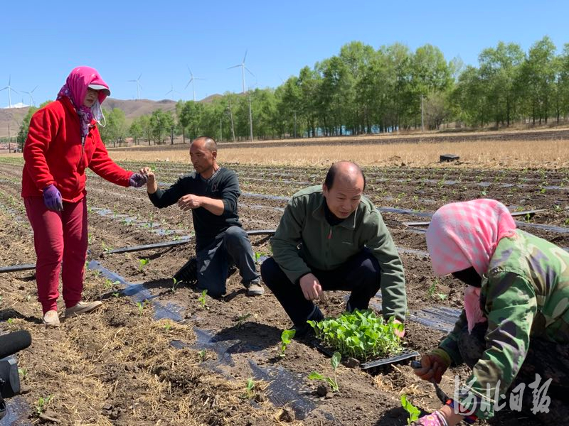 图为沽源县羊库伦村驻村队干部在田地对村民进行科学技术指导（资料片）。通讯员李丽坤摄