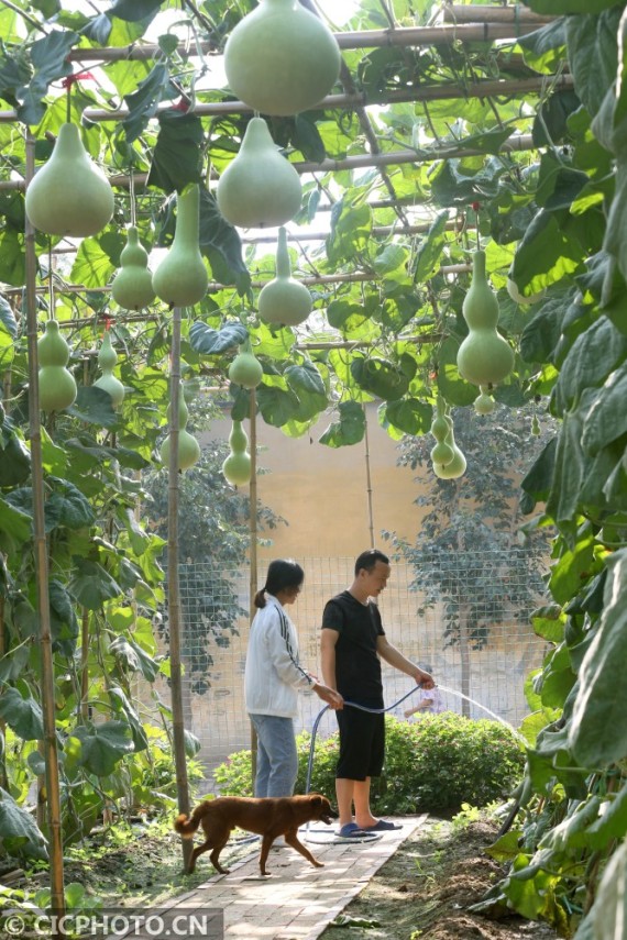 ↑2020年7月5日，河北省邢台市平乡县油召乡马第二疃村村民李俊朝在管理自家庭院葫芦。CICPHOTO/柴更利 摄