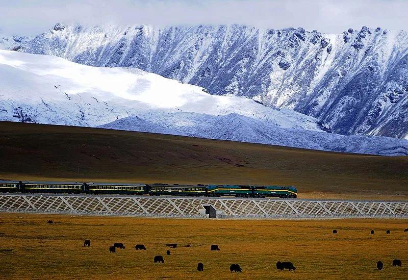 ▲ 青藏铁路与牦牛。图/Wikipedia