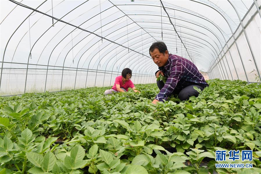 徐海成和妻子在马铃薯育种大棚内劳作（2017年8月1日摄）。