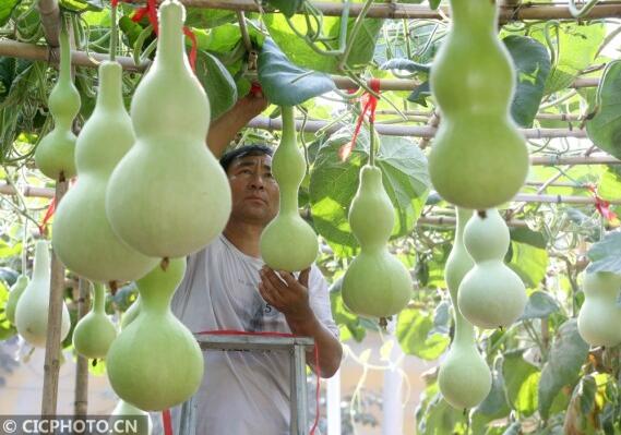 ↑2020年7月5日，河北省邢台市平乡县寻召乡赵流渠村村民赵修平（左）和老伴在管理自家庭院葫芦。CICPHOTO/柴更利 摄