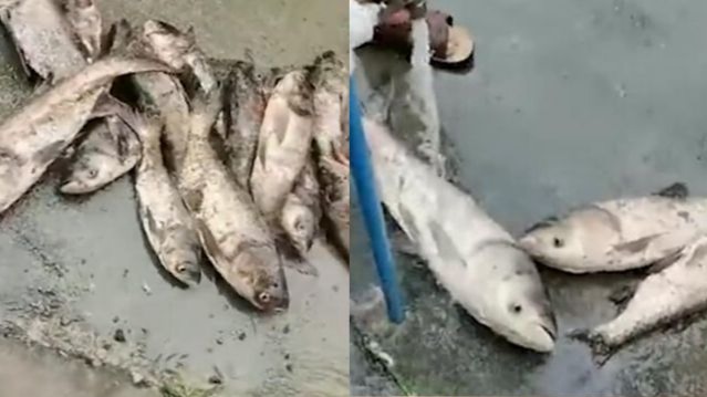 南昌暴雨水库大鱼泛滥 市民：捞了几万斤了！