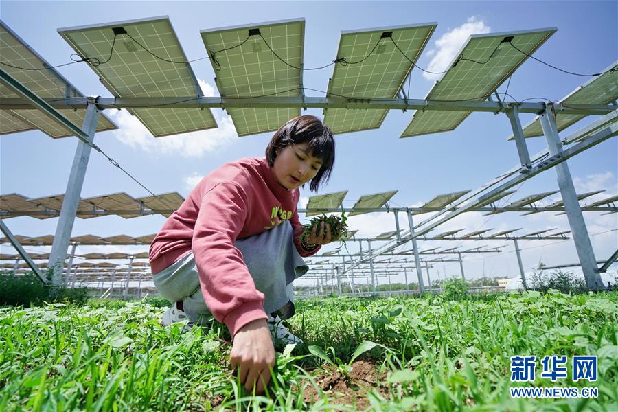 徐亚茹在德胜村“农光互补”项目区光伏发电板下查看种植的药材长势（6月23日摄）。