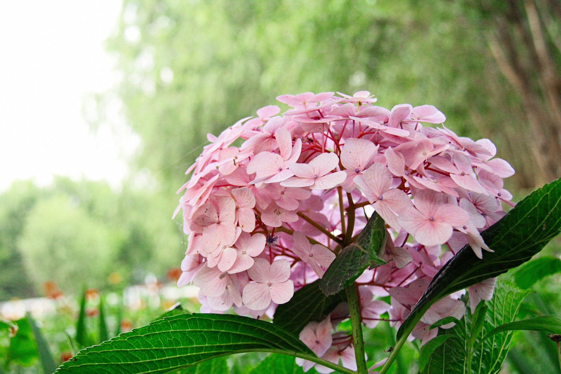 岛城花赏：绣球花开无尽夏