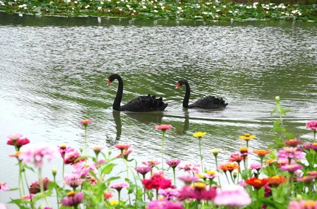 台儿庄双龙湖湿地观鸟园