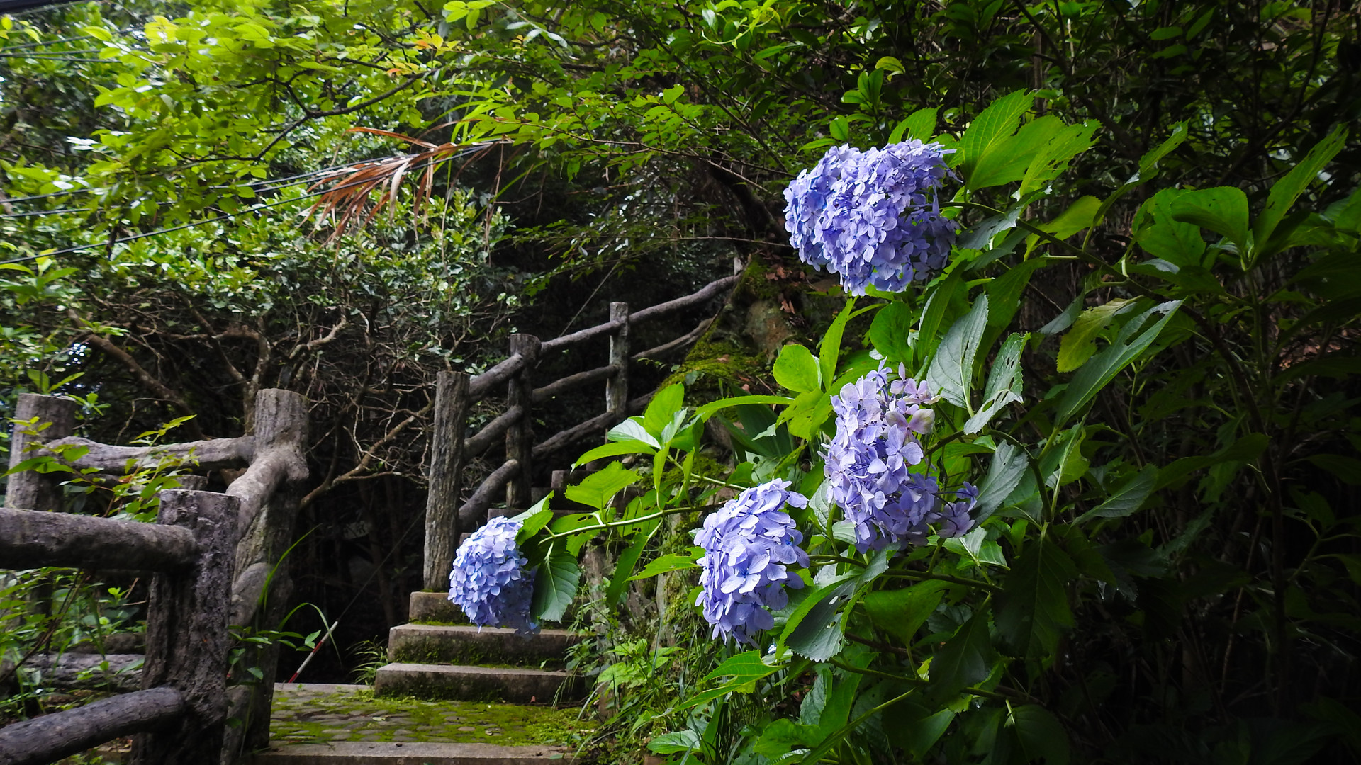 岛城花赏：绣球花开无尽夏