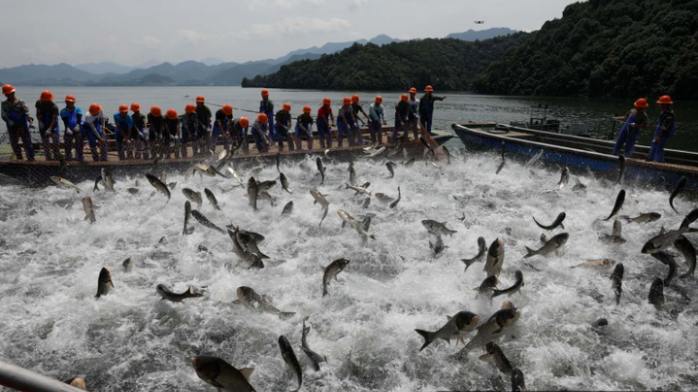 浙江千岛湖巨网捕鱼泄洪后第一网 50000斤胖头鱼来了 