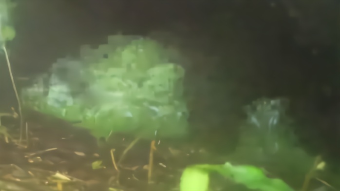 熊出没！重庆巫溪阴条岭发现黑熊至少10只