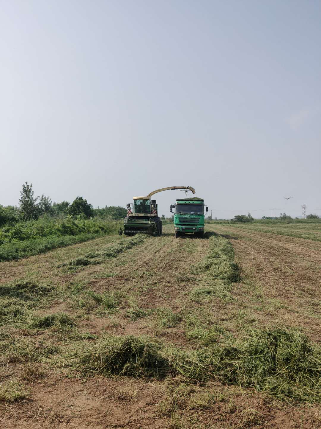 苜蓿收储全程机械化 各方联动打造全产业链