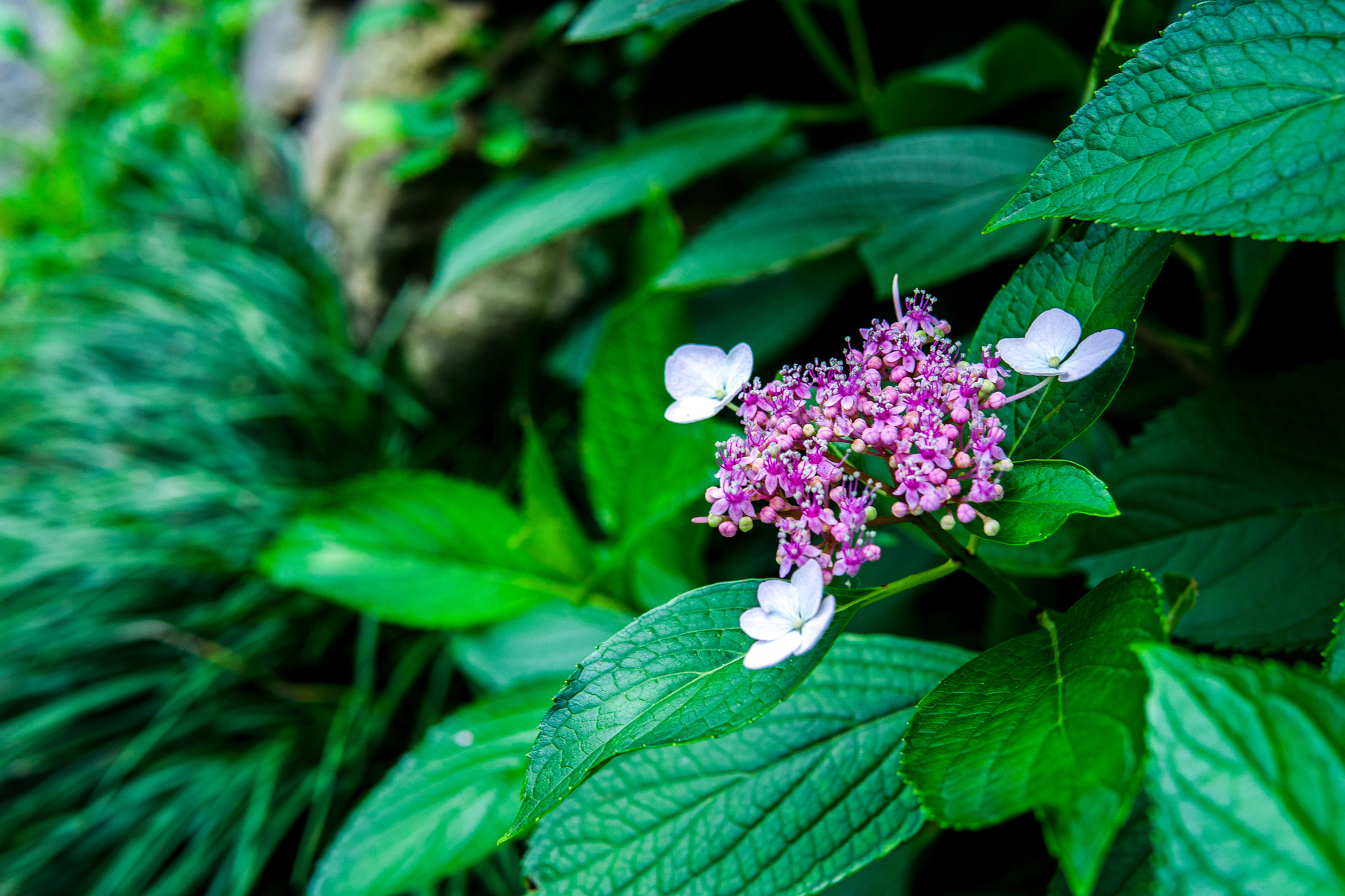 岛城花赏：绣球花开无尽夏