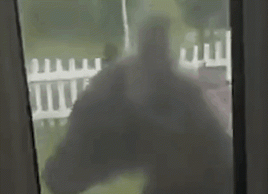 内蒙古棕熊窜入管护站觅食 站起来趴窗边对着人张开大嘴