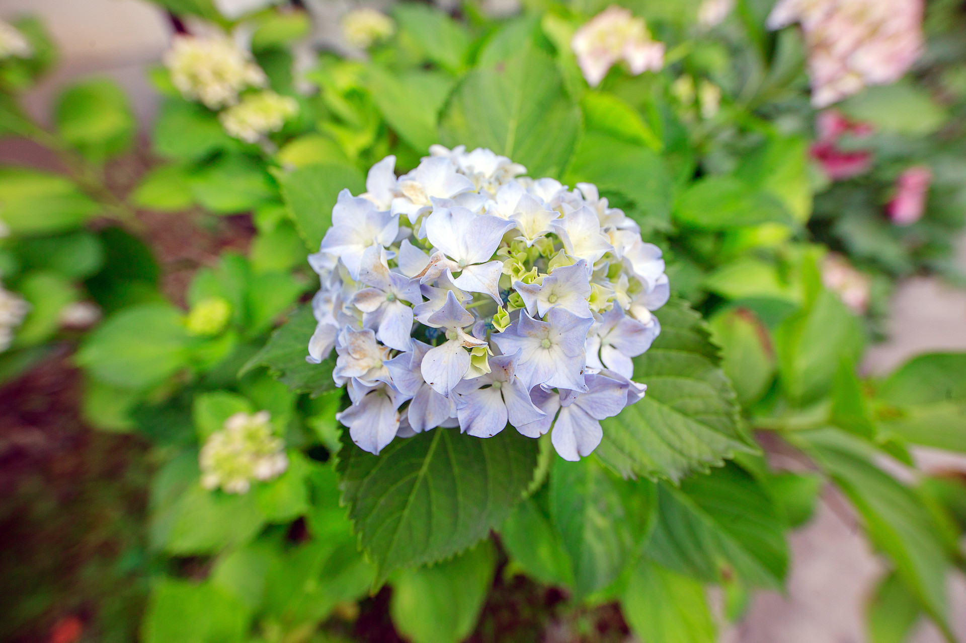 岛城花赏：绣球花开无尽夏