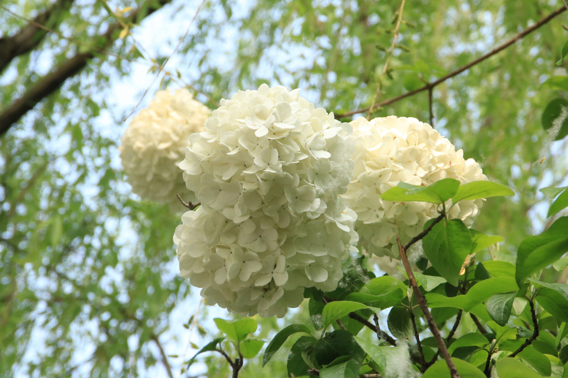 岛城花赏：绣球花开无尽夏