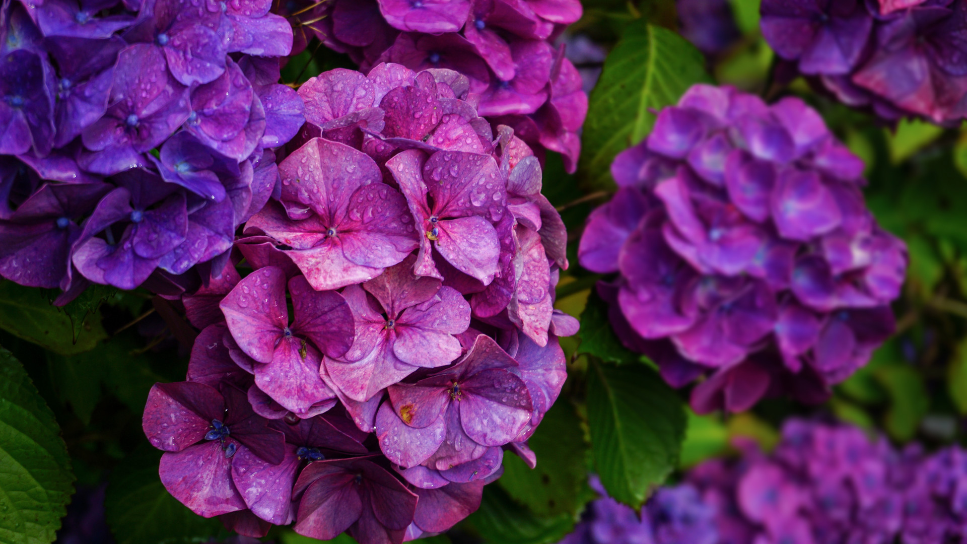 岛城花赏：绣球花开无尽夏