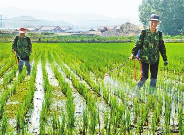 隆化县滦河沿岸水稻种植户正在为稻田喷洒有机肥。 河北日报记者 陈宝云摄