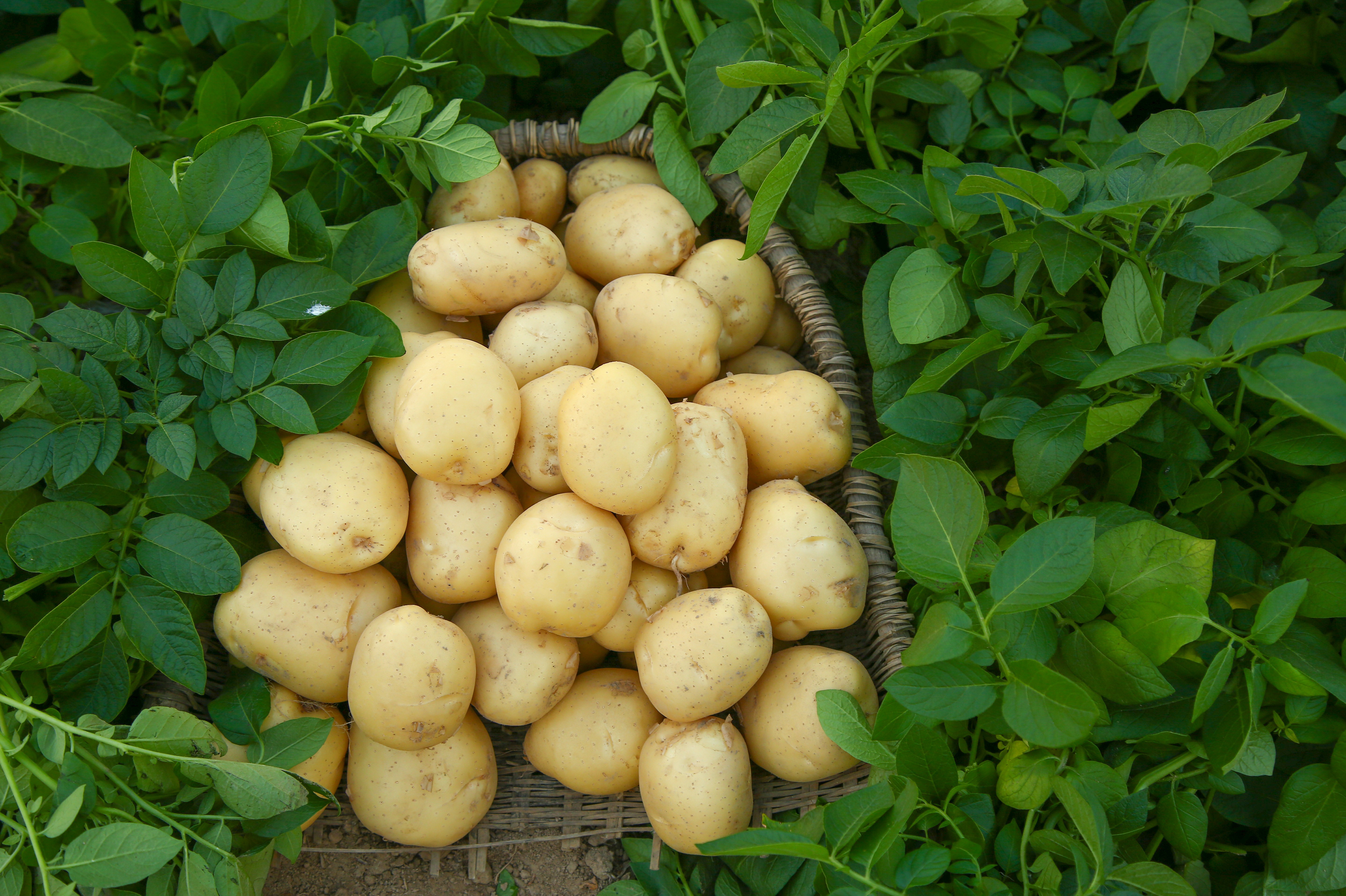 青岛西海岸新区全域赋能共促振兴建设美丽宜居新农村