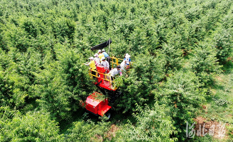 近日，阜城县崔家庙镇张家桥村村民正在进行冬桃夏剪作业。