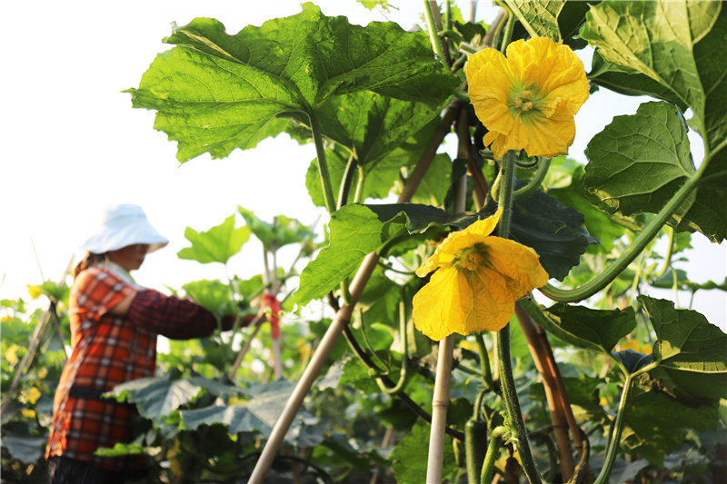 7月22日，河北省玉田县玉田镇东姚庄村农民在田间管护冬瓜秧。