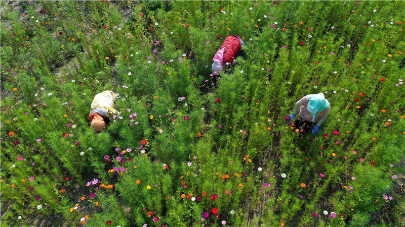 7月22日，河北省唐山市丰南区东田庄乡崔庄户村农民在田间劳作 （无人机照片）。