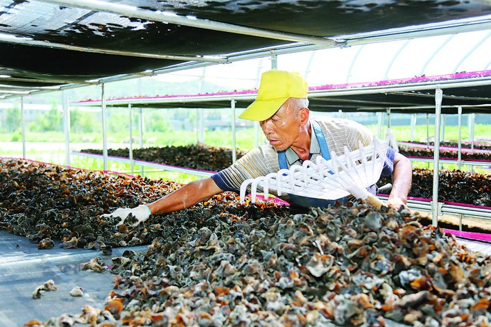 金羅鎮西合村黑木耳種植基地僱傭村民正在曬木耳