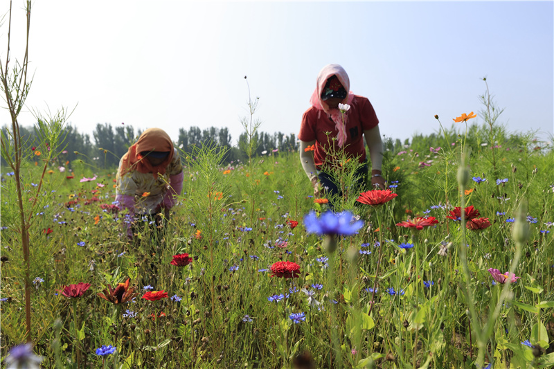 7月22日，河北省唐山市丰南区东田庄乡崔庄户村农民在田间劳作 。