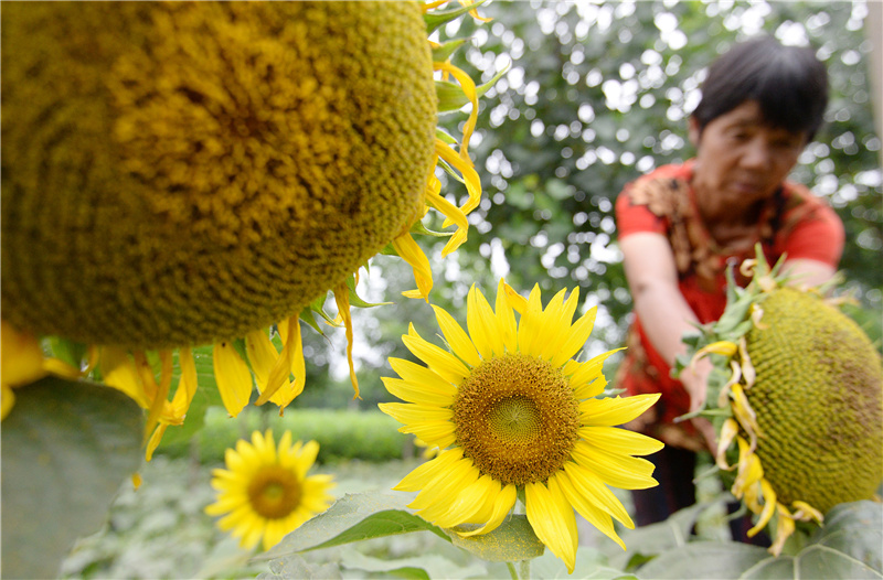 7月22日，河北省邯郸市磁县北白道村农民在田间劳作。