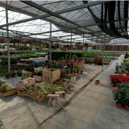 沭阳花市热闹非凡 达近绿植园艺一应俱全