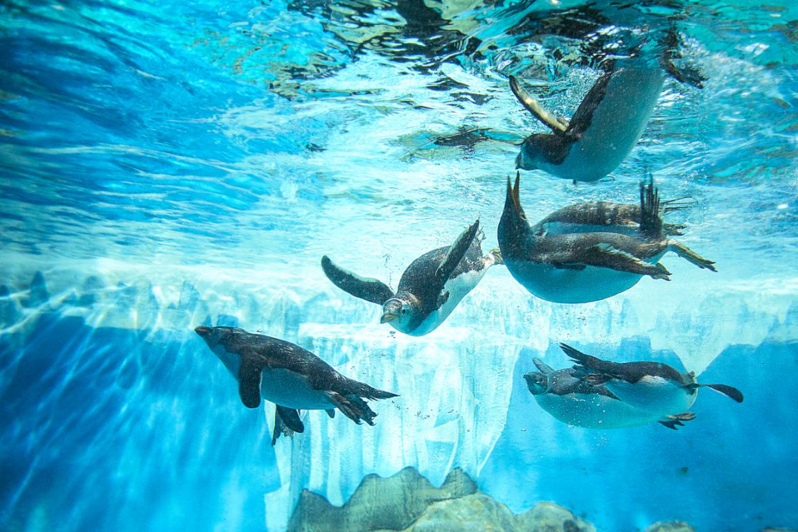 朋克|朋克海洋节炫酷来袭，7月25日鲸奇夜场正式开放