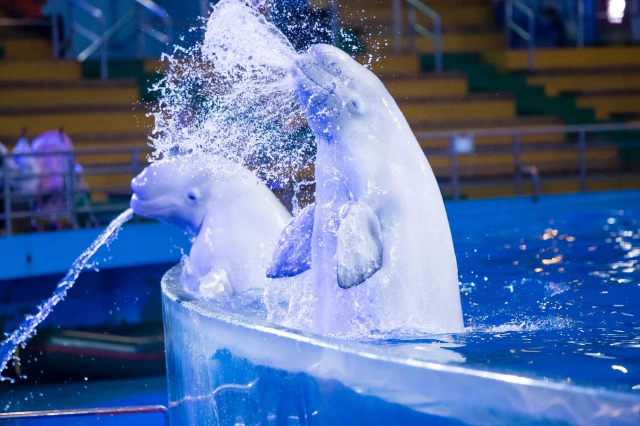 朋克|朋克海洋节炫酷来袭，7月25日鲸奇夜场正式开放